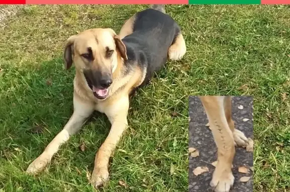 Собака метис найдена в Истре