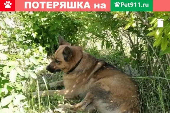 Пропала рыжая собака на Ленина 34