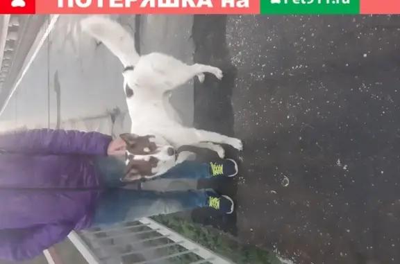 Найдена собака на Совхозе в Раменском