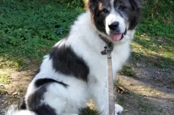 Пропала собака в деревне Святово, Ярославская область