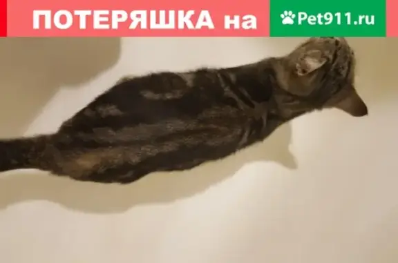 Найдена кошка на Волочаевской, 13