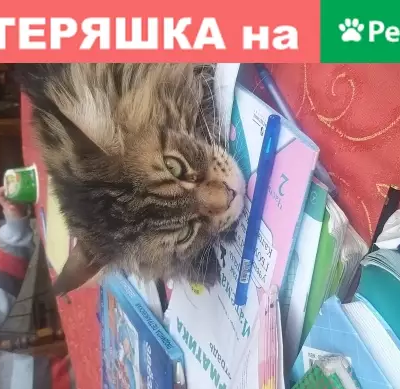 Пропала кошка в Пушкино, Октябрьский проезд 3.