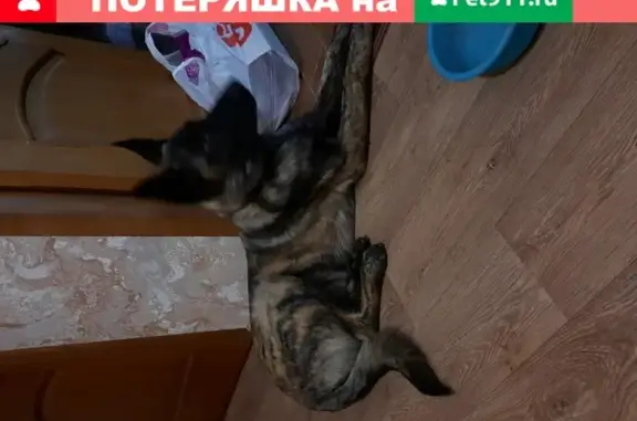 Найдена собака в Липецке, Ангарская улица, 5