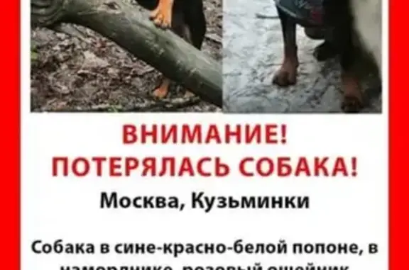 Пропала собака в парке Кузьминки-Люблино