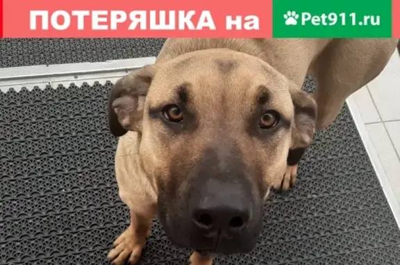 Молодой игривый пёс найден на Проспекте Победы, 113А (Пенза)