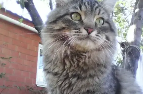Пропала кошка Тема в Вахитовском районе Казани, вознаграждение 2000р