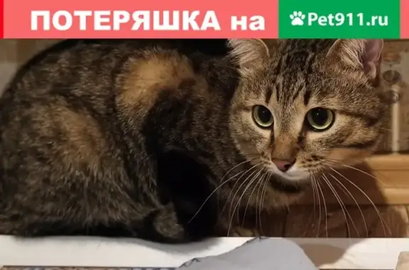 Найдена кошка на Горького 37