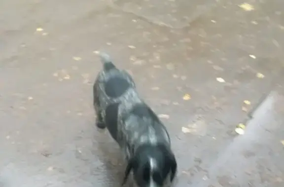 Найдена собака в Люберцах, адрес: 116-й квартал, к20
