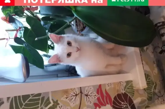 Найдена белая кошка на ул. Чугунова, Раменское