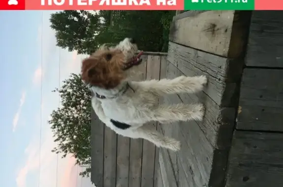 Собаки потеряшки, Томск, фото: Потеряшка собака в д. Большое Протопопово