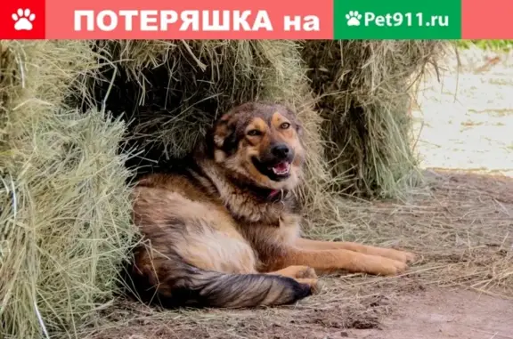 Пропала собака в Подольском районе, с. Покров