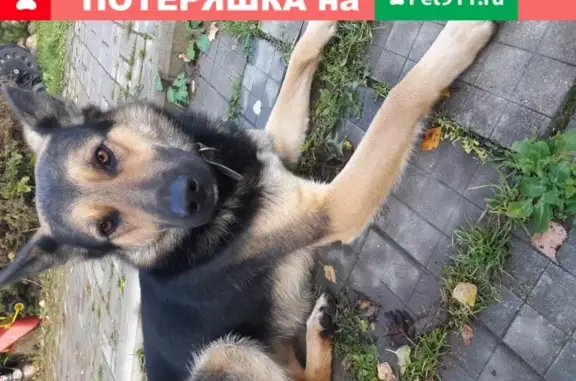 Найдена собака Немецкая овчарка в Волоколамске