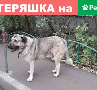 Потерянная собака возле метро Текстильщики