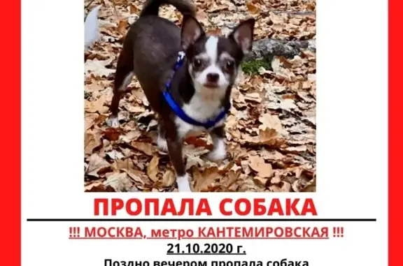 Пропала собака Жора в районе Царицыно, Москва