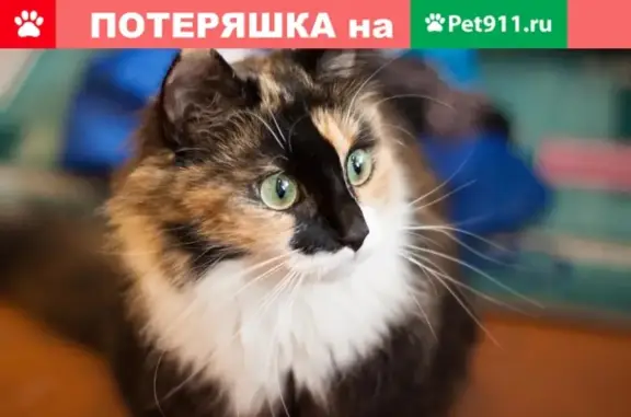 Пропала кошка в деревне Новая Мельница, вознаграждение!