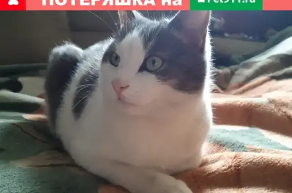 Пропала кошка бело-серой окраски в Москве без ошейника