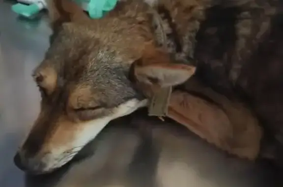 Найденные животные Липецк, фото: Собака с ЧМТ найдена в селе Ленино