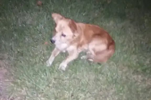 Найдена рыжая собачка на набережной А. Серебрякова