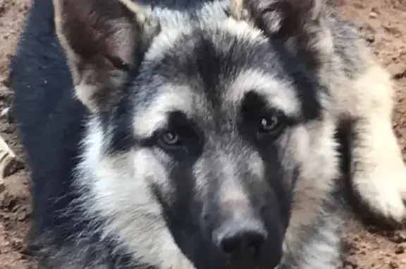 Пропала собака Граф в посёлке Свиноедово, Мытищи