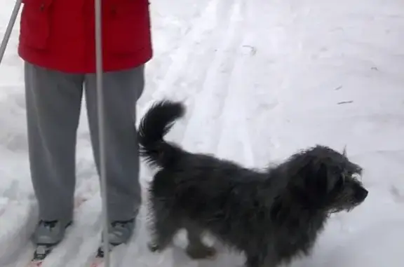 Пропала собака в Сосногорске, Республика Коми