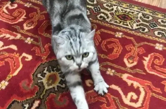 Кошки потеряшки, Ульяновск, фото: Потеряшка кошка Шаня, ул. Транспортная 46, Ульяновск