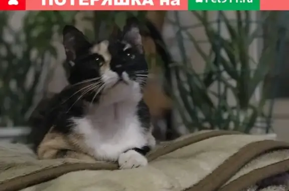 Пропала кошка Тося, Волжский, ул. Мира, 58