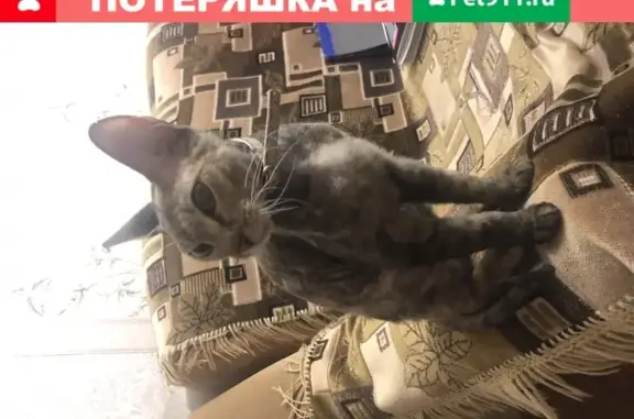 Полусфинкс-кошка найдена на Революции 6