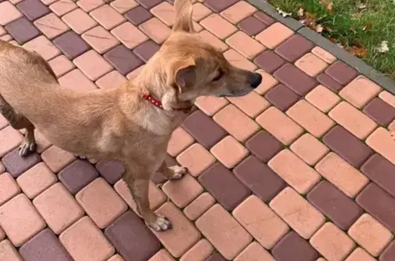 Найдена собака на территории Физтеха в Долгопрудном
