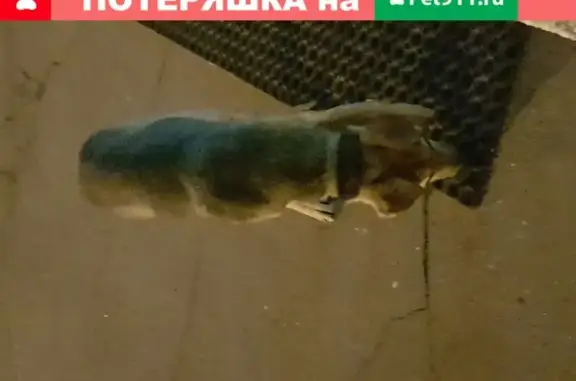 Собака на 1-й Мытищинской улице, Москва