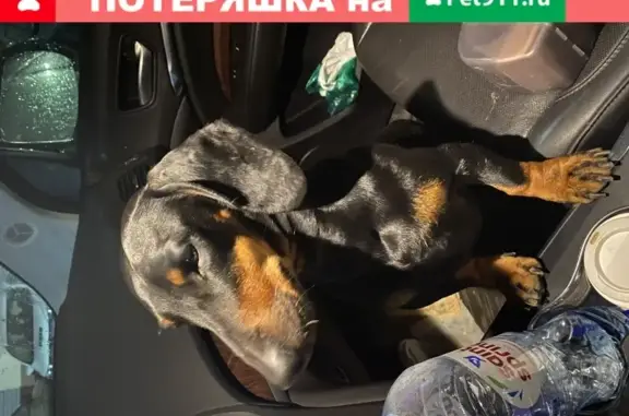 Найдена собака без ошейника в Брянске