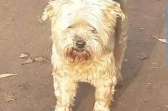 Пропала собака Йокширский терьер на Ленинградском шоссе