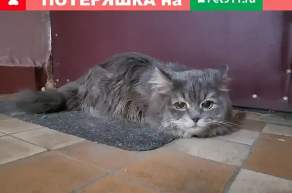 Кошка найдена на Ялтинской, д. 11, Москва.