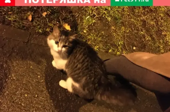 Найдена ласковая кошка в Казани