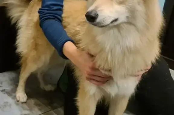 Найдена рыжая собака с ошейником в Чапаевском парке