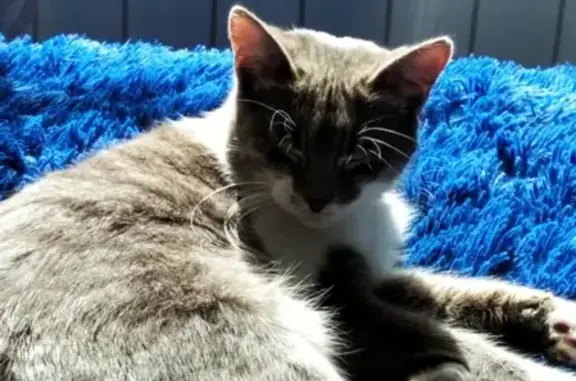 Пропала кошка в СНТ Дачное-2, вознаграждение за находку