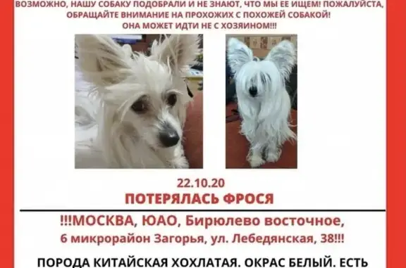 Пропала собака на Лебедянской, 21.10. Китайская хохлатая Фрося.
