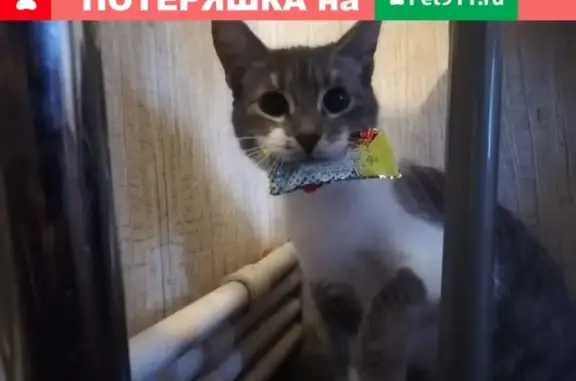 Пропала кошка в СНТ Дачное-2, вознаграждение за находку.