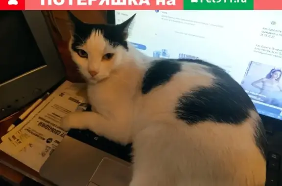 Пропала кошка в Москве, нужна помощь!