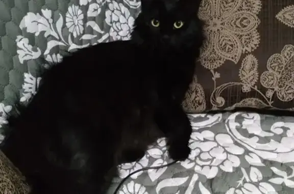 Пропала черная кошка на улице Есенина, Белгород