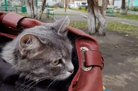 Найдена кошка в Красноярске