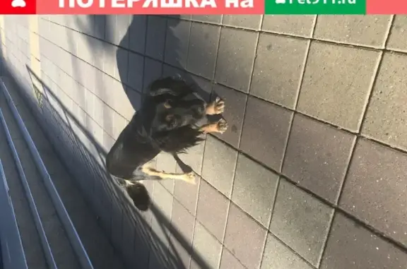 Собака с зелёным ошейником найдена в Краснодаре