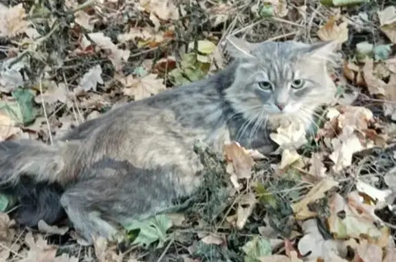 Пропала кошка Хлюша на улице Губкина, Белгород