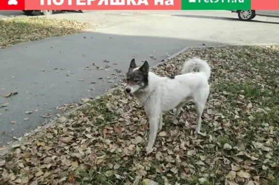 Найдена белая лайка в районе Вилонова-Боровой