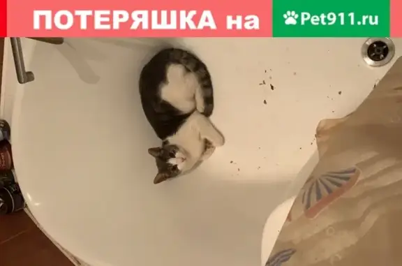 Найдена кошка на Орджоникидзе 37, звоните