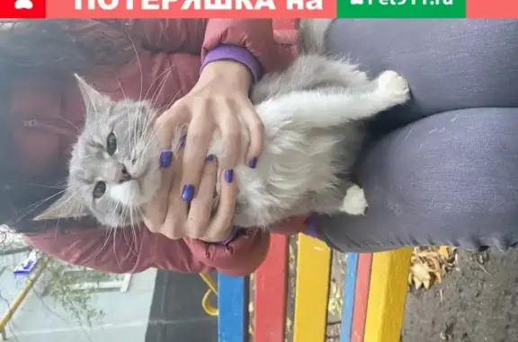 Найдена кошка на ул. Петра Алексеева, 5