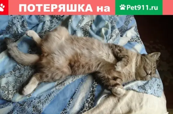 Пропал серый кот Мурзик в Жуковском.