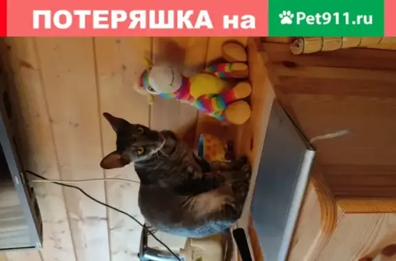 Пропала кошка Филя в Звенигороде, ПСК Супонево 1