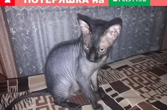 Пропала кошка ХАМОН в Шахтах, Ростовская область