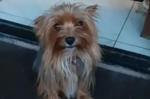 Пропала собака Биня в деревне Мамоново