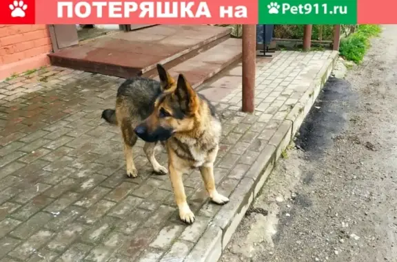 Найден ласковый пёс в Дмитровском городском округе